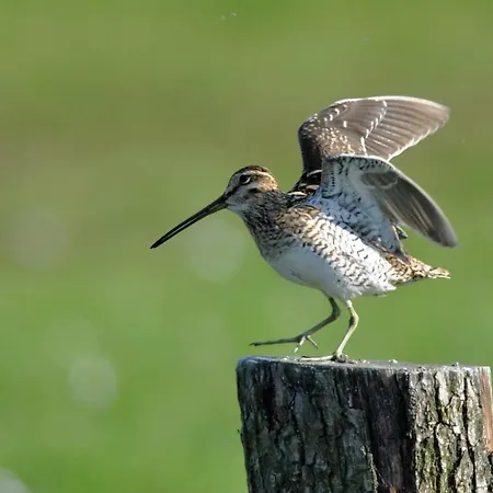 2 Koehr-eickhoff * Lembruch